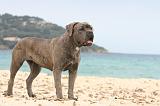 CANE CORSO 618